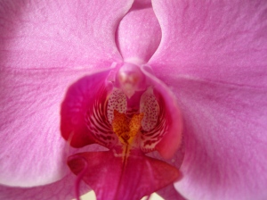 orchideah